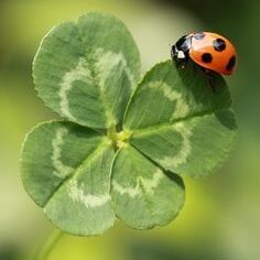 coccinelle