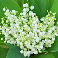 porte bonheur muguet