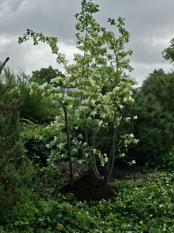 40 ans arbre seul 40 ans Arbre seul